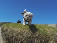 GoPro Charlie!